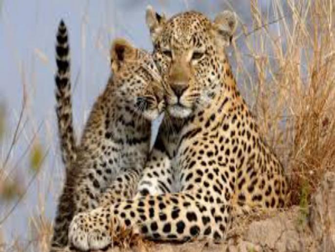 47 leopards in Sanjay Gandhi National Park, last year's calculation report | संजय गांधी राष्ट्रीय उद्यानात ४७ बिबट्यांचा वावर, गेल्यावर्षीचा गणना अहवाल