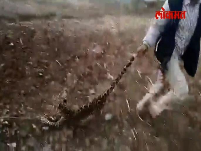8 month leopard beaten by people in gondia | Video - अमानुषपणा! बिबट्याच्या बछड्याला शेपटीला धरुन फरफटत नेलं! 8 month leopard beaten by people in gondia | Video - अमानुषपणा! बिबट्याच्या बछड्याला शेपटीला धरुन फरफटत नेलं!
