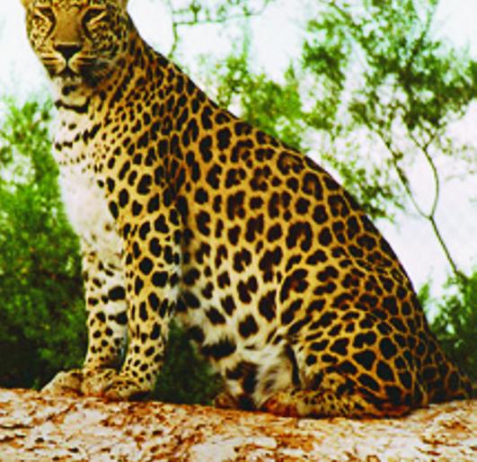 In Sinnar taluka, there was a scare of panic | सिन्नरसह तालुक्यात बिबट्याची दहशत कायम In Sinnar taluka, there was a scare of panic | सिन्नरसह तालुक्यात बिबट्याची दहशत कायम