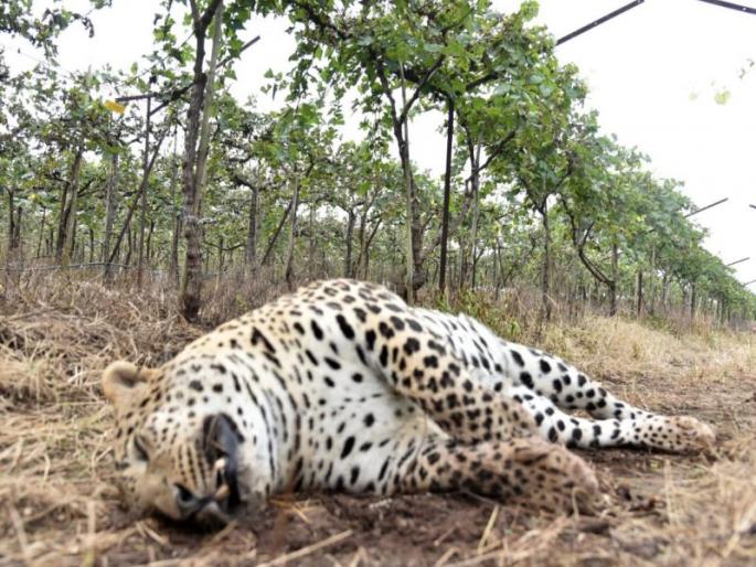 Dead leopard found in a field in Adgaon | संशयास्पद : आडगावला शेतात आढळला मृत बिबट्या Dead leopard found in a field in Adgaon | संशयास्पद : आडगावला शेतात आढळला मृत बिबट्या