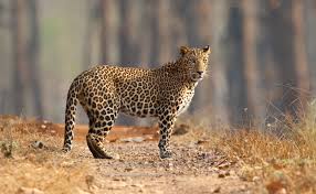 The calf was seriously injured in the leopard attack | बिबट्याच्या हल्यात वासरु गंभीर जखमी The calf was seriously injured in the leopard attack | बिबट्याच्या हल्यात वासरु गंभीर जखमी