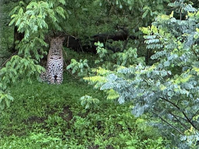 Walking in the city! Sighting of Leopard in Sinhagad area of Pune | Video: शहरातही वावरतोय! पुण्यातील सिंहगड परिसरात बिबट्याचे दर्शन Walking in the city! Sighting of Leopard in Sinhagad area of Pune | Video: शहरातही वावरतोय! पुण्यातील सिंहगड परिसरात बिबट्याचे दर्शन