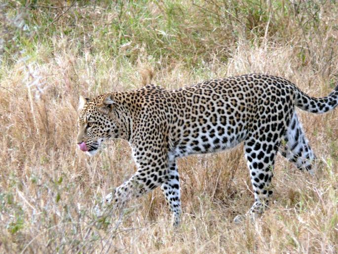 A three year old female leopard was killed in a collision with a vehicle in Taloda | तळोदा येथे वाहनाच्या धडकेत तीन वर्षीय मादी बिबट ठार A three year old female leopard was killed in a collision with a vehicle in Taloda | तळोदा येथे वाहनाच्या धडकेत तीन वर्षीय मादी बिबट ठार