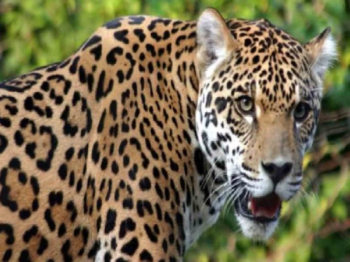 Shepherd woman injured in leopard attack | बिबट्याच्या हल्ल्यात मेंढपाळ महिला जखमी; सर्वजण उठल्याने बिबट्या पळून गेला Shepherd woman injured in leopard attack | बिबट्याच्या हल्ल्यात मेंढपाळ महिला जखमी; सर्वजण उठल्याने बिबट्या पळून गेला
