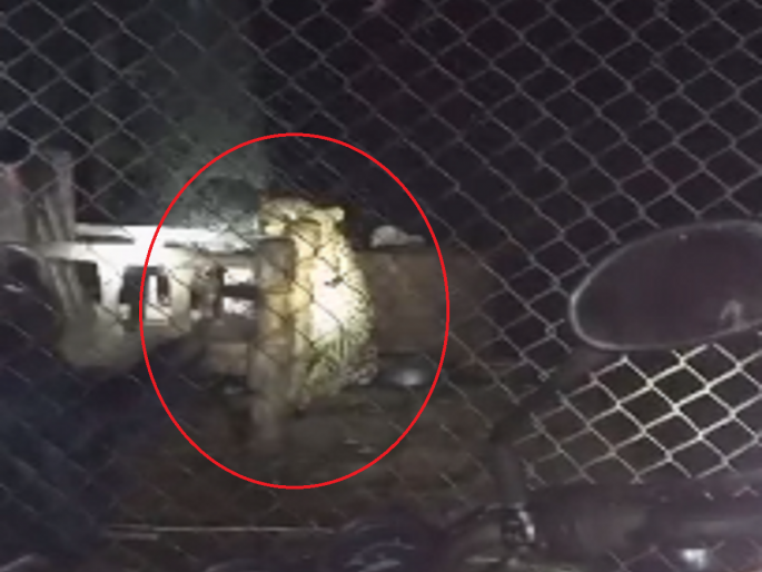 As the forest department staff came empty-handed, the leopard, imprisoned by the villagers, escaped | ग्रामस्थांच्या मेहनतीवर पाणी; वन कर्मचाऱ्यांच्या हलगर्जीपणामुळे जेरबंद बिबट्या निसटला As the forest department staff came empty-handed, the leopard, imprisoned by the villagers, escaped | ग्रामस्थांच्या मेहनतीवर पाणी; वन कर्मचाऱ्यांच्या हलगर्जीपणामुळे जेरबंद बिबट्या निसटला