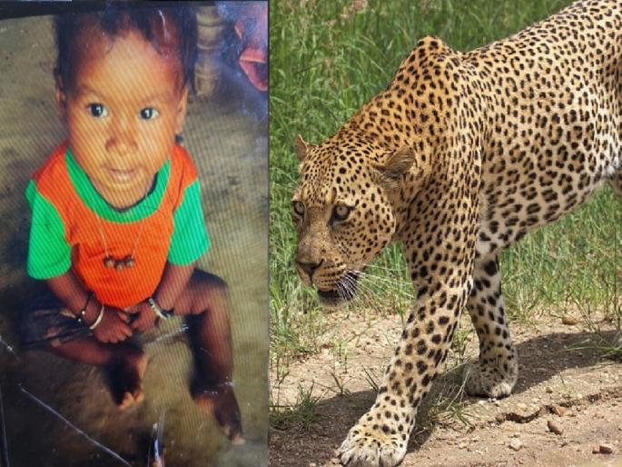UP News Leopard Attack: leopard took a toddler sleeping in his mother's lap | आईच्या कुशीत झोपलेल्या चिमुकल्याला बिबट्या घेऊन गेला, गावात भीतीचे वातावरण...