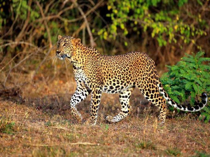 moving freely of leopards: All experiments like cages, drones and other changes are in vain! | बिबट्याचा संचार : पिंजरे, ड्रोन अन् सावज बदल असे सगळेच प्रयोग निष्फळ! moving freely of leopards: All experiments like cages, drones and other changes are in vain! | बिबट्याचा संचार : पिंजरे, ड्रोन अन् सावज बदल असे सगळेच प्रयोग निष्फळ!