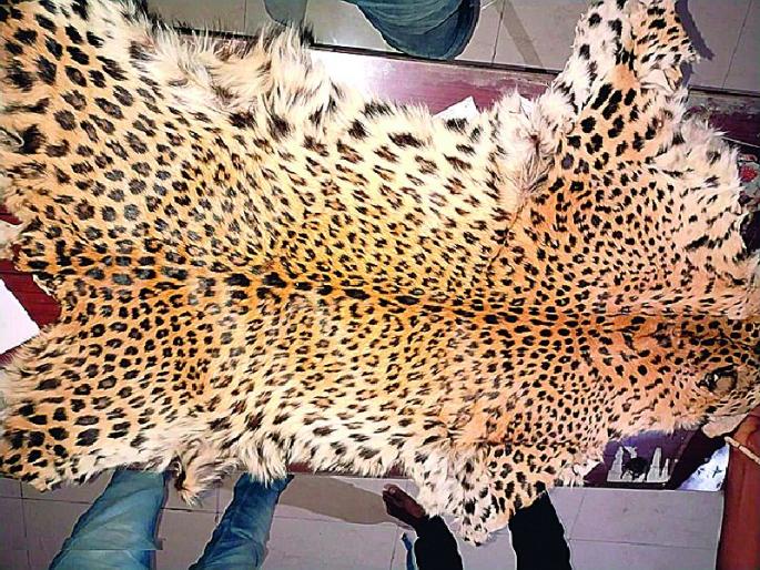 three poachers arrested in nagpur while selling leopard skin | बिबट्याच्या चामड्याचा सौदा सुरू असतानाच पडली धाड; तिघे ताब्यात