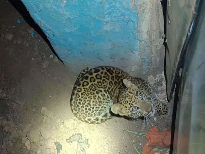 Leopard entered the house in search of hunting! caged after 7-hours of rescue operation | शिकारीच्या शोधात बिबट्या शिरला घरात! सात तासानंतर केले जेरबंद Leopard entered the house in search of hunting! caged after 7-hours of rescue operation | शिकारीच्या शोधात बिबट्या शिरला घरात! सात तासानंतर केले जेरबंद