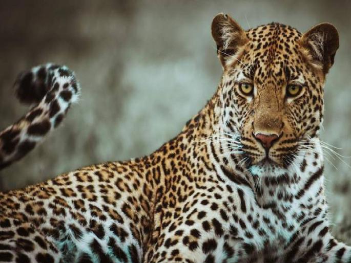 A six-month-old girl was rescued from the clutches of a leopard Thriller in Deur Khurd Shivara | सहा महिन्यांच्या बालिकेची बिबट्याच्या तावडीतून केली सुटका; देऊर खुर्द शिवारातील थरार A six-month-old girl was rescued from the clutches of a leopard Thriller in Deur Khurd Shivara | सहा महिन्यांच्या बालिकेची बिबट्याच्या तावडीतून केली सुटका; देऊर खुर्द शिवारातील थरार