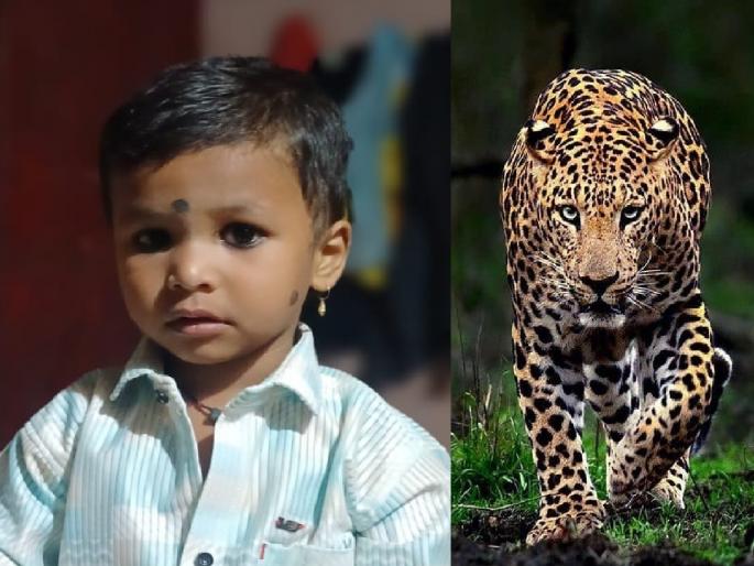 Four year old boy seriously injured in leopard attack, saved by villagers | Sangli: चार वर्षांचा चिमुकला बिबट्याच्या हल्ल्यात गंभीर जखमी, ग्रामस्थांच्या प्रसंगावधाने बालक बचावला 