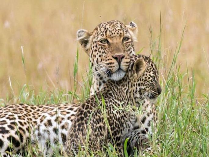 Farmers are frightened: leopard female communication in left canal corridor | शेतकरी भयभीत : डाव्या कालव्याच्या ‘कॉरिडोर’मध्ये बिबट मादीचा संचार Farmers are frightened: leopard female communication in left canal corridor | शेतकरी भयभीत : डाव्या कालव्याच्या ‘कॉरिडोर’मध्ये बिबट मादीचा संचार