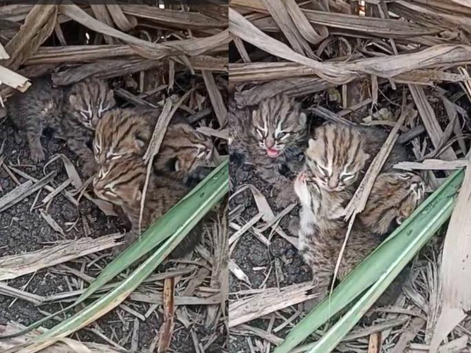 Sanglikars, be careful! Four leopard cubs found in a sugarcane field, there is a stir | सांगलीकर काळजी घ्या! ऊसाच्या शेतामध्ये बिबट्याची चार पिल्लं सापडली, एकच खळबळ Sanglikars, be careful! Four leopard cubs found in a sugarcane field, there is a stir | सांगलीकर काळजी घ्या! ऊसाच्या शेतामध्ये बिबट्याची चार पिल्लं सापडली, एकच खळबळ