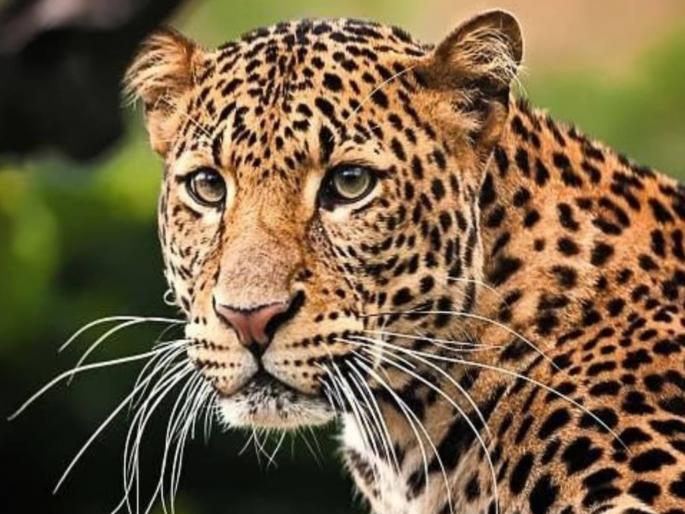 Leopard roams in Sangli, citizens on high alert; Forest Department conducts overnight search operation | सांगलीत बिबट्याचे भ्रमण, नागरिकांची पाचावर धारण; वनविभागाची रात्रभर शोधमोहीम Leopard roams in Sangli, citizens on high alert; Forest Department conducts overnight search operation | सांगलीत बिबट्याचे भ्रमण, नागरिकांची पाचावर धारण; वनविभागाची रात्रभर शोधमोहीम