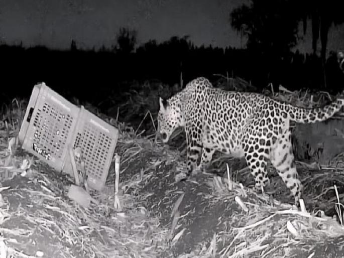 Calf reunited with mother in two hours in Agashivnagar Satara | Satara: आगाशिवनगरात दोन तासांत बछड्याची आईशी घडविली भेट