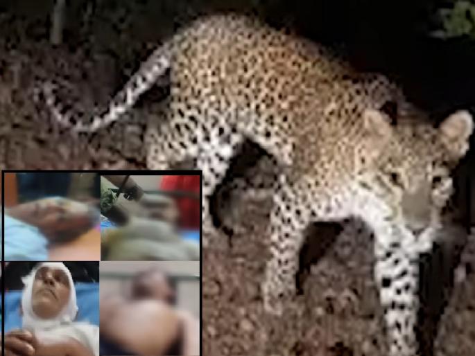 A leopard in search of prey fatally attacks four people, rescue team arrives to catch the leopard | Sindhudurg: भक्ष्याच्या शोधात आलेल्या बिबट्याचा चौघांवर जीवघेणा हल्ला, बिबट्याला पकडण्यासाठी रेस्क्यू टीम दाखल A leopard in search of prey fatally attacks four people, rescue team arrives to catch the leopard | Sindhudurg: भक्ष्याच्या शोधात आलेल्या बिबट्याचा चौघांवर जीवघेणा हल्ला, बिबट्याला पकडण्यासाठी रेस्क्यू टीम दाखल