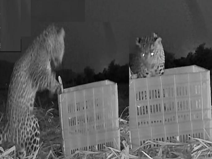 Four leopard cubs found during sugarcane cutting in Chachegaon Satara, Forest Department tries to reunite them | Satara: चचेगावात ऊसतोडणीवेळी बिबट्याची चार बछडे सापडले, वनविभागामुळे दोन तासातच आईच्या कुशीत विसावली Four leopard cubs found during sugarcane cutting in Chachegaon Satara, Forest Department tries to reunite them | Satara: चचेगावात ऊसतोडणीवेळी बिबट्याची चार बछडे सापडले, वनविभागामुळे दोन तासातच आईच्या कुशीत विसावली