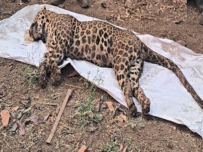Leopard dies after getting stuck in pipe in Bambawada Sangli | Sangli: पाइपमध्ये अडकून बिबट्याचा मृत्यू, बांबवडेतील घटना Leopard dies after getting stuck in pipe in Bambawada Sangli | Sangli: पाइपमध्ये अडकून बिबट्याचा मृत्यू, बांबवडेतील घटना