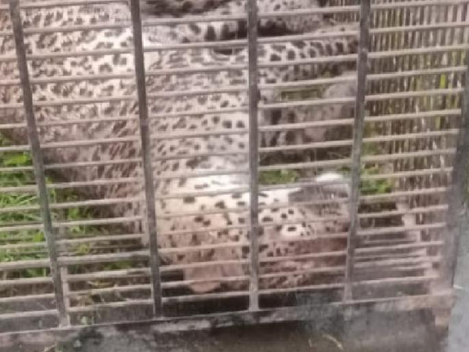 Leopard injured in goods train collision dies during treatment | Sindhudurg: मालगाडीच्या धडकेतील जखमी बिबट्याचा उपचारादरम्यान मृत्यू Leopard injured in goods train collision dies during treatment | Sindhudurg: मालगाडीच्या धडकेतील जखमी बिबट्याचा उपचारादरम्यान मृत्यू