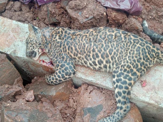 A leopard died in a fight at Panhala kolhapur | Kolhapur: झुंजीत पन्हाळ्याच्या पायथ्याशी एका बिबट्याचा मृत्यू A leopard died in a fight at Panhala kolhapur | Kolhapur: झुंजीत पन्हाळ्याच्या पायथ्याशी एका बिबट्याचा मृत्यू