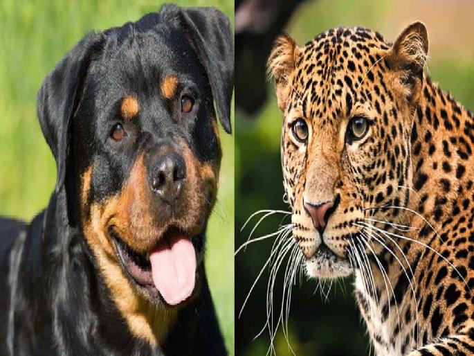 Leopard snatches pregnant Rottweiler dog in Shirala, creating fear among citizens | Sangli: शिराळ्यात गर्भवती ‘राॅटविलर’ कुत्री बिबट्याने पळवली, नागरिकांत भीतीचे वातावरण Leopard snatches pregnant Rottweiler dog in Shirala, creating fear among citizens | Sangli: शिराळ्यात गर्भवती ‘राॅटविलर’ कुत्री बिबट्याने पळवली, नागरिकांत भीतीचे वातावरण