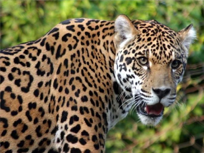 Leopard roam in Radhanagar, calf injured in attack | राधानगरीत नागरीवस्तीमध्ये बिबट्याचा वावर, हल्ल्यात वासरू जखमी; परिसरात घबराट Leopard roam in Radhanagar, calf injured in attack | राधानगरीत नागरीवस्तीमध्ये बिबट्याचा वावर, हल्ल्यात वासरू जखमी; परिसरात घबराट