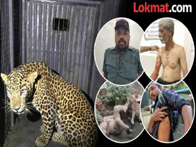 Compensation of Rs 5 lakhs for those seriously injured in leopard attack in Kolhapur | Leopard in Kolhapur: बिबट्याच्या हल्ल्यातील गंभीर जखमींना ५ लाखांची भरपाई 