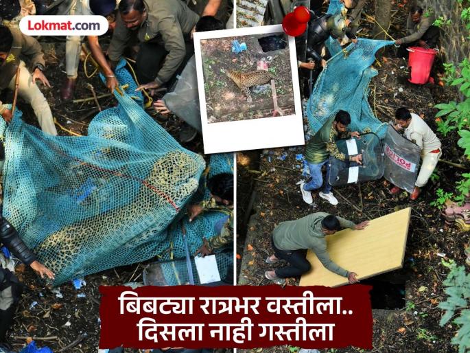 Leopard in Kolhapur: Entered the chamber... so got caught in the net; How a thrilling campaign was carried out.. Read | Leopard in Kolhapur: चेंबरमध्ये घुसला... म्हणून जाळ्यात गावला; कशी राबविली थरारक मोहिम.. वाचा Leopard in Kolhapur: Entered the chamber... so got caught in the net; How a thrilling campaign was carried out.. Read | Leopard in Kolhapur: चेंबरमध्ये घुसला... म्हणून जाळ्यात गावला; कशी राबविली थरारक मोहिम.. वाचा