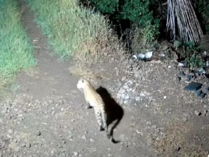Leopard rampage in Varade village satara, again caught on CCTV camera | Satara: वराडे गावात बिबट्याचा धुमाकूळ, पुन्हा सीसीटीव्ही कॅमेऱ्यात झाला कैद Leopard rampage in Varade village satara, again caught on CCTV camera | Satara: वराडे गावात बिबट्याचा धुमाकूळ, पुन्हा सीसीटीव्ही कॅमेऱ्यात झाला कैद