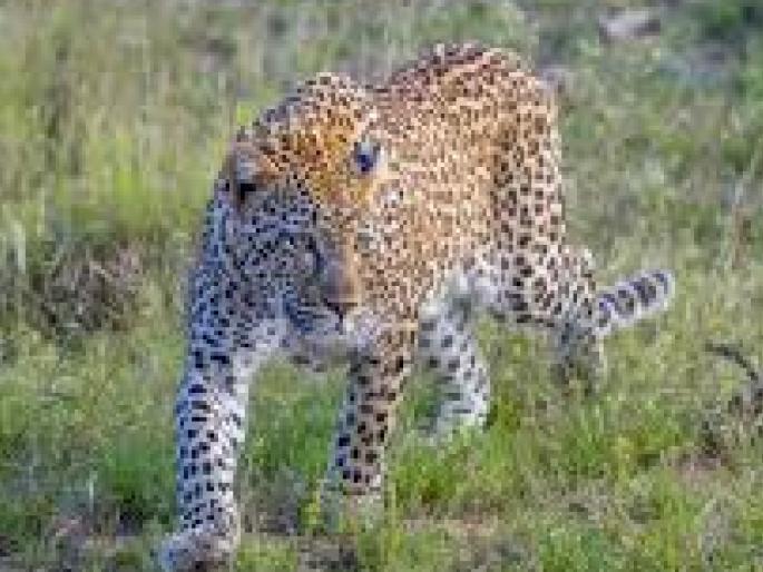 Farmer seriously injured in leopard attack in Mahasoli satara | Satara: महासोलीत बिबट्याच्या हल्ल्यात शेतकरी गंभीर जखमी   Farmer seriously injured in leopard attack in Mahasoli satara | Satara: महासोलीत बिबट्याच्या हल्ल्यात शेतकरी गंभीर जखमी