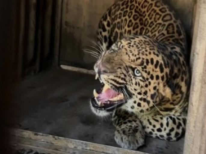 Leopard that fell into a well in Majgaon saved life Ratnagiri Forest Department is ready | विहिरीत पडलेल्या बिबट्याला जीवदान, रत्नागिरी वन विभागाची तत्परता  Leopard that fell into a well in Majgaon saved life Ratnagiri Forest Department is ready | विहिरीत पडलेल्या बिबट्याला जीवदान, रत्नागिरी वन विभागाची तत्परता