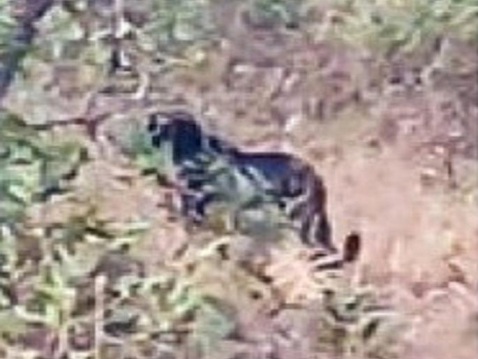 Black panther spotted in broad daylight in Madwale forest in Chandgad Kolhapur | Kolhapur: चंदगडमध्ये माडवळे परिसरात दिवसाढवळ्या दिसला ब्लॅक पँथर, कारचालकाने हॉर्न वाजविताच झुडपात घेतली धाव Black panther spotted in broad daylight in Madwale forest in Chandgad Kolhapur | Kolhapur: चंदगडमध्ये माडवळे परिसरात दिवसाढवळ्या दिसला ब्लॅक पँथर, कारचालकाने हॉर्न वाजविताच झुडपात घेतली धाव