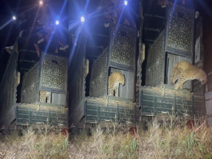 Leopard captured in Kolhapur released into natural habitat by Forest Department | Leopard in Kolhapur: खाऊ पिऊ घालून बिबट्याला सोडले नैसर्गिक अधिवासात-video