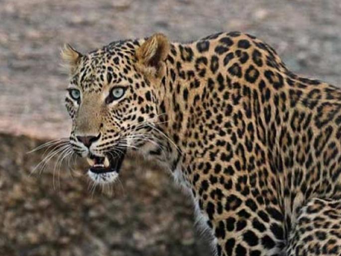 Woman injured in leopard attack at Shivne Sangarewadi in Sangameshwar taluka ratnagiri | Ratnagiri: लाकडे गोळा करायला गेलेल्या महिलेवर बिबट्याने केला हल्ला, धाडसाने प्रतिकार करत जीव वाचवला