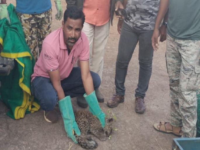 Forest Department takes custody of a weak leopard cub in Mangrul Sangli | Sangli: मांगरूळमध्ये बिबट्याच्या बछड्याला वनविभागाने घेतले ताब्यात Forest Department takes custody of a weak leopard cub in Mangrul Sangli | Sangli: मांगरूळमध्ये बिबट्याच्या बछड्याला वनविभागाने घेतले ताब्यात