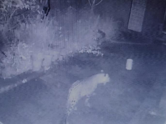 Leopard rampage in Fondaghat, Havelinagar area, fear among villagers | फोंडाघाट, हवेलीनगर भागात बिबट्याचा वावर, ग्रामस्थांमध्ये भीतीचे वातावरण Leopard rampage in Fondaghat, Havelinagar area, fear among villagers | फोंडाघाट, हवेलीनगर भागात बिबट्याचा वावर, ग्रामस्थांमध्ये भीतीचे वातावरण