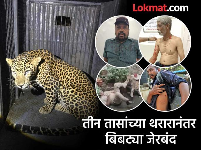 Leopard that attacked four people including police in Kolhapur captured after three hours | कोल्हापुरात भरवस्तीत बिबट्या शिरला, पोलिसांसह चौघांवर केला हल्ला; बघ्यांची गर्दी आवरण्यासाठी सौम्य लाठीमार
