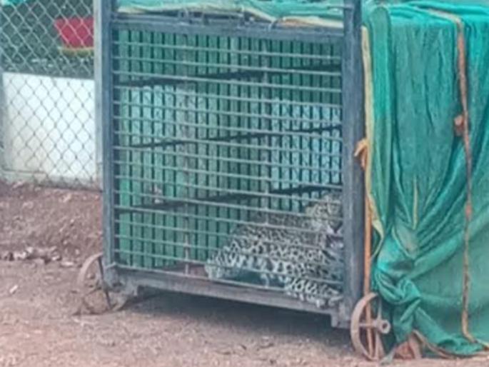 Leopard gets stuck in poultry in search of prey incident in Tithawali Sindhudurg | भक्ष्याच्या शोधात बिबट्या अडकला पोल्ट्रीत, सिंधुदुर्गातील तिथवली येथील घटना  Leopard gets stuck in poultry in search of prey incident in Tithawali Sindhudurg | भक्ष्याच्या शोधात बिबट्या अडकला पोल्ट्रीत, सिंधुदुर्गातील तिथवली येथील घटना