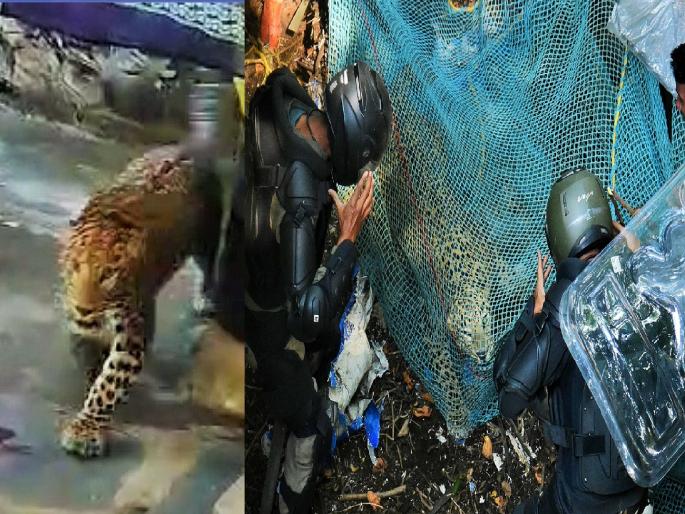 Gaurav Dongar informed that he called the police as soon as the leopard arrived in Kolhapur but did not receive a response | Leopard in Kolhapur: बिबट्या आला, पोलिसांना फोन केले, पण हलक्यात घेतले Gaurav Dongar informed that he called the police as soon as the leopard arrived in Kolhapur but did not receive a response | Leopard in Kolhapur: बिबट्या आला, पोलिसांना फोन केले, पण हलक्यात घेतले