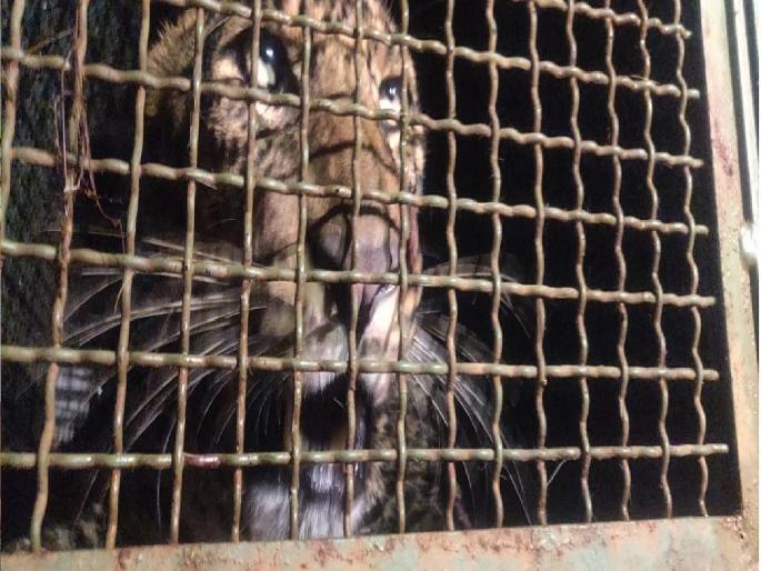 Finally after 11 hours the leopard was rescued from the well, a successful performance by the team of Ratnagiri Forest Department | ..अखेर ११ तासानंतर बिबट्याची विहीरीतून सुटका, रत्नागिरी वनविभागाच्या पथकाची यशस्वी कामगिरी Finally after 11 hours the leopard was rescued from the well, a successful performance by the team of Ratnagiri Forest Department | ..अखेर ११ तासानंतर बिबट्याची विहीरीतून सुटका, रत्नागिरी वनविभागाच्या पथकाची यशस्वी कामगिरी