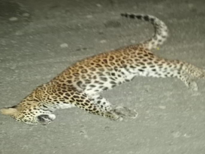 A leopard was killed in a collision with a vehicle on the highway in Sangli | सांगली: नेर्लेत महामार्गावर वाहनाच्या धडकेत बिबट्या ठार, वर्षातील चौथी घटना