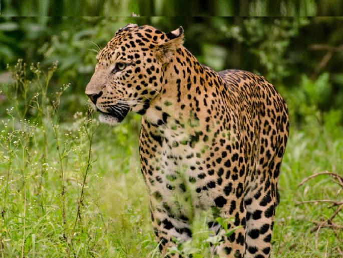 Leopards breed for four months; Sugarcane workers, farmers need to be aware | खबरदारी घ्या! चार महिने बिबट्यांचा प्रजनन काळ; ऊसतोड कामगार, शेतकऱ्यांनी जागरूक राहणे गरजेचे