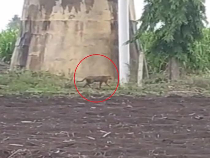 Sighting of a leopard like animal in Mauje Digruz area of Sangli, Inspection by Forest Department | सांगलीतील मौजे डिग्रज परिसरात बिबट्यासदृश्य प्राण्याचे दर्शन, व्हिडीओ व्हायरल; वनविभागाकडून पाहणी Sighting of a leopard like animal in Mauje Digruz area of Sangli, Inspection by Forest Department | सांगलीतील मौजे डिग्रज परिसरात बिबट्यासदृश्य प्राण्याचे दर्शन, व्हिडीओ व्हायरल; वनविभागाकडून पाहणी
