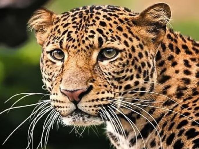 Leopards forgot their habitat due to genetic change, the conflict with humans will increase | जनुकीय बदलाने बिबटे अधिवासच विसरले, मानवाशी संघर्ष वाढणार! Leopards forgot their habitat due to genetic change, the conflict with humans will increase | जनुकीय बदलाने बिबटे अधिवासच विसरले, मानवाशी संघर्ष वाढणार!