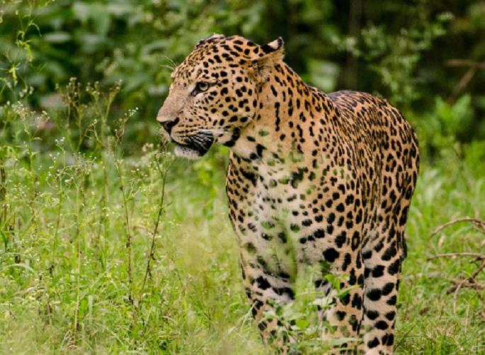 Five year old boy attacked by leopard in Karad | कर्हाड तालुक्यात बिबट्याची दहशत, पाच वर्षीय मुलाचा घेतला बळी Five year old boy attacked by leopard in Karad | कर्हाड तालुक्यात बिबट्याची दहशत, पाच वर्षीय मुलाचा घेतला बळी
