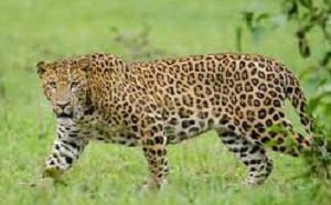 More Leopard Shivara than Tiger Project | व्याघ्र प्रकल्पापेक्षा जास्त बिबटे शिवारात!