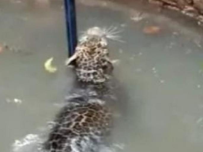 Rescue of a leopard that fell into a well, an incident at Sarambal in Sindhudurga | विहिरीत पडलेल्या बिबट्याला जीवदान, सिंधुदुर्गातील सरंबळ येथील घटना 