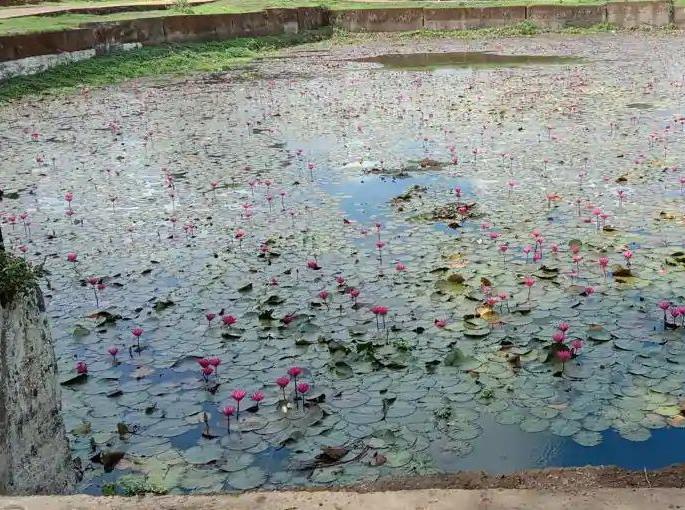 Instruct CIDCO to pick up debris on the wetland site | पाणथळ जागेवरील डेब्रिज उचलण्याचे सिडकोला निर्देश