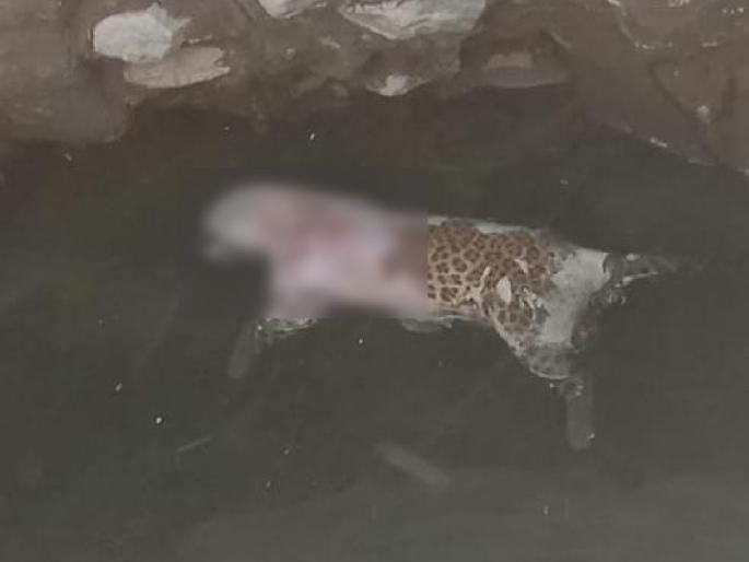 Leopard dies after falling into field well; Incident in Lahan Arvi Shivar | शेतातील विहिरीत पडून बिबट्याचा मृत्यू; लहान आर्वी शिवारातील घटना Leopard dies after falling into field well; Incident in Lahan Arvi Shivar | शेतातील विहिरीत पडून बिबट्याचा मृत्यू; लहान आर्वी शिवारातील घटना