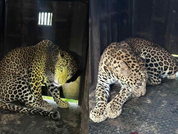 Leopards jailed at Deolali Camp at Nashik; Relief to residents in military colonies | देवळाली कॅम्प येथे बिबट्या जेरबंद; लष्करी वसाहतीतीत रहिवाशांना दिलासा Leopards jailed at Deolali Camp at Nashik; Relief to residents in military colonies | देवळाली कॅम्प येथे बिबट्या जेरबंद; लष्करी वसाहतीतीत रहिवाशांना दिलासा
